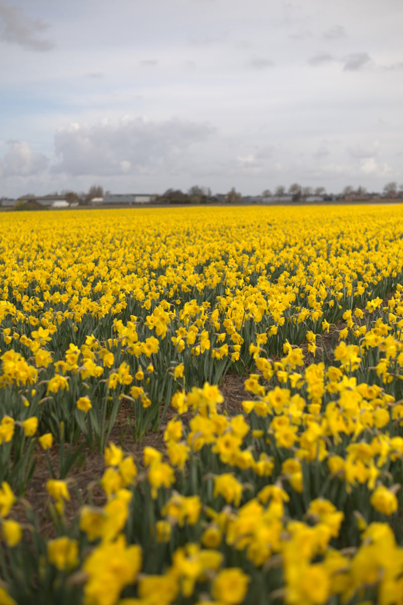 Gele narcissenveld met Dutch Master narcissen in bloei