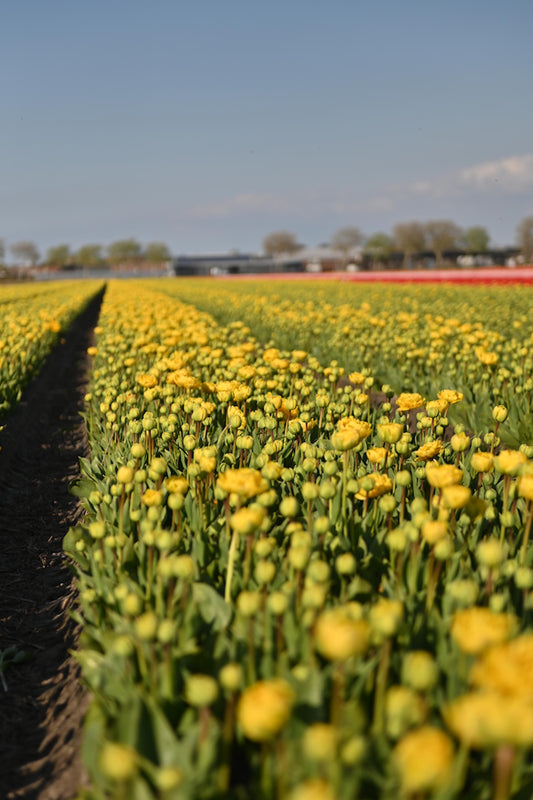 Gele dubbelbloemige tulp Yellow Pomponette in bloei