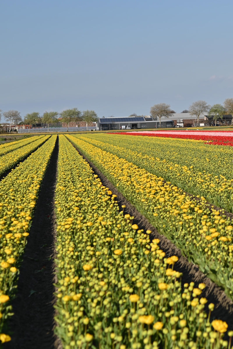 Gele dubbelbloemige tulp Yellow Pomponette in bloei