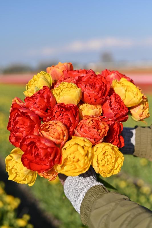 Tulpenbollen mix Sunlover Miranda Pomponette in rood en geel boeket