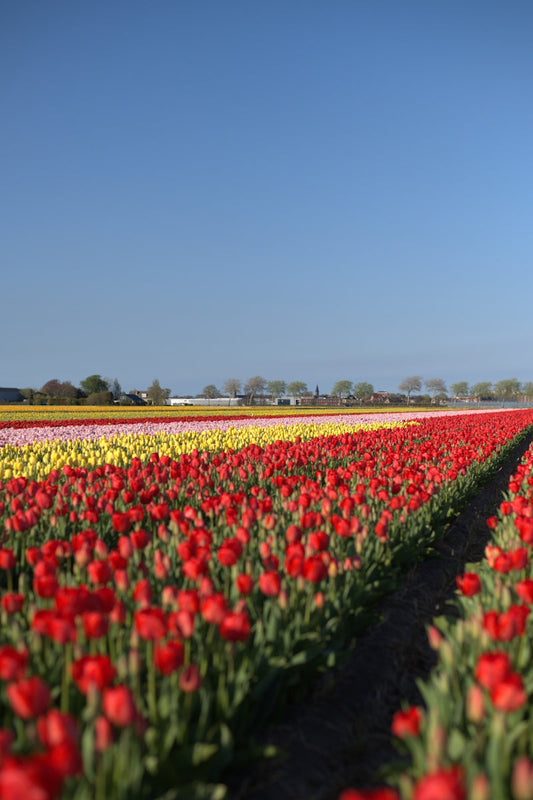 Hoe diep plant je bloembollen?