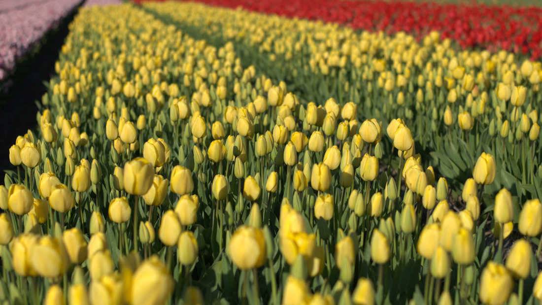 Komen tulpen ieder jaar terug?