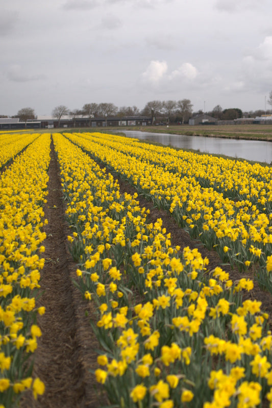 Wanneer narcissenbollen planten?