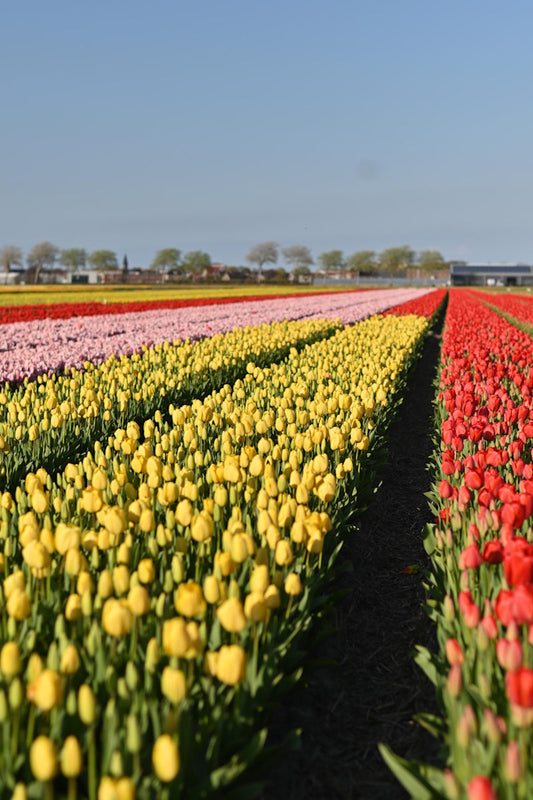 Wanneer tulpenbollen planten?