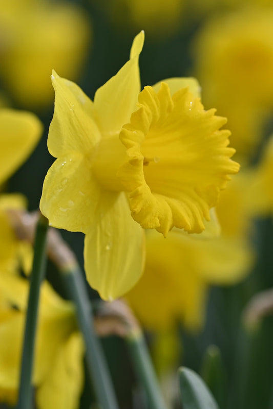 Gele narcis Dutch Master grootbloemig in bloei