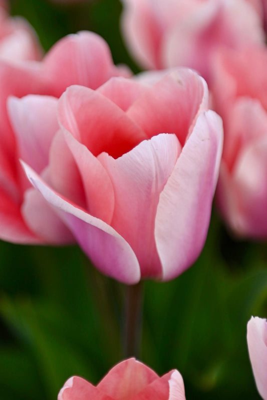 Tulpenbollen 'Apricona' – 30 stuks – Roze & Abrikoos – Enkele Vroege Tulp