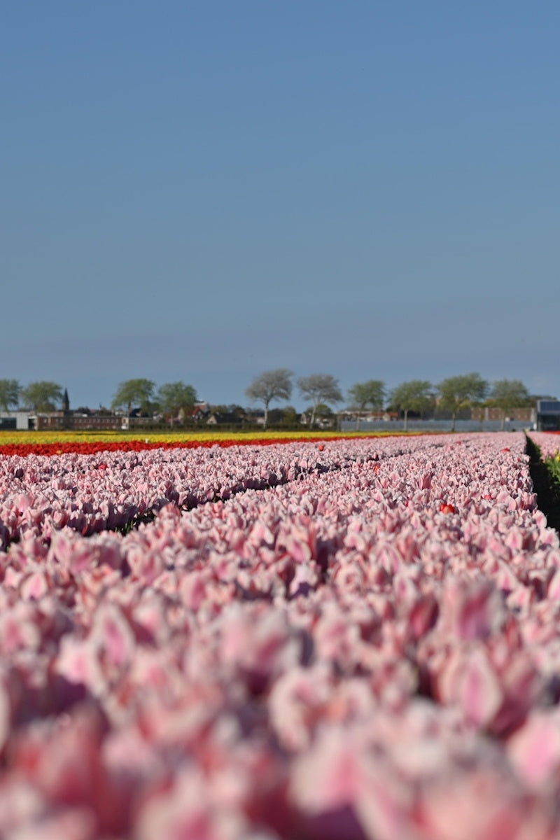 Tulpenbollen 'Apricona' – 30 stuks – Roze & Abrikoos – Enkele Vroege Tulp