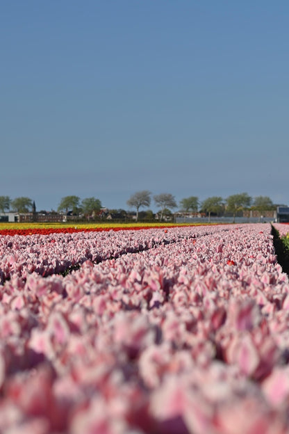 Tulpenbollen 'Apricona' – 30 stuks – Roze & Abrikoos – Enkele Vroege Tulp