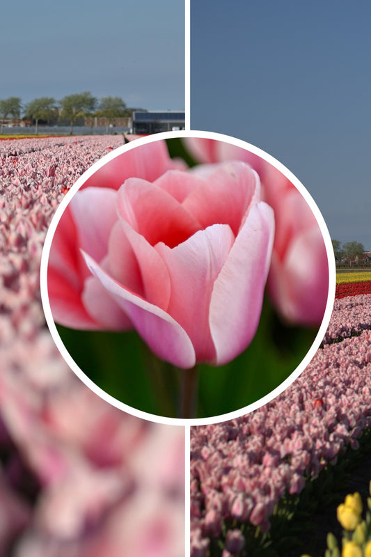 Tulpenbollen 'Apricona' – 30 stuks – Roze & Abrikoos – Enkele Vroege Tulp