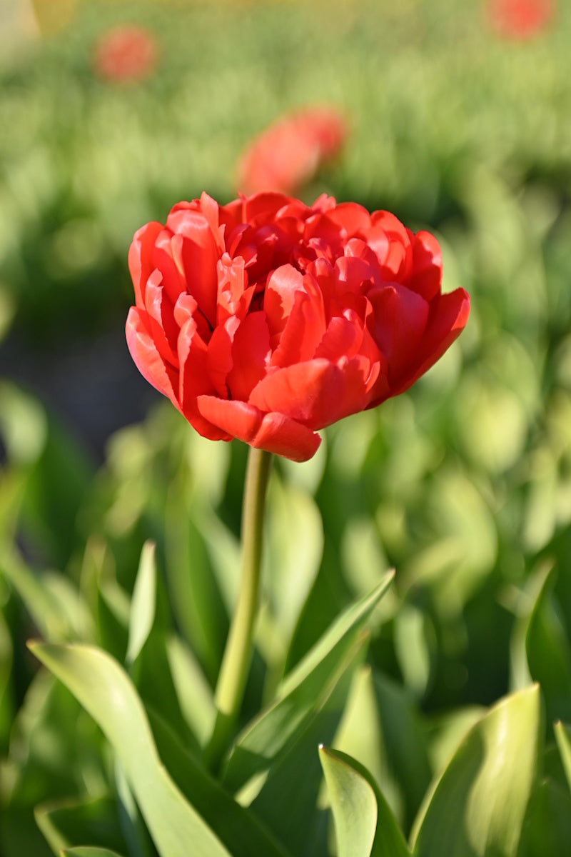 Rode pioenbloemige tulp Miranda in bloei