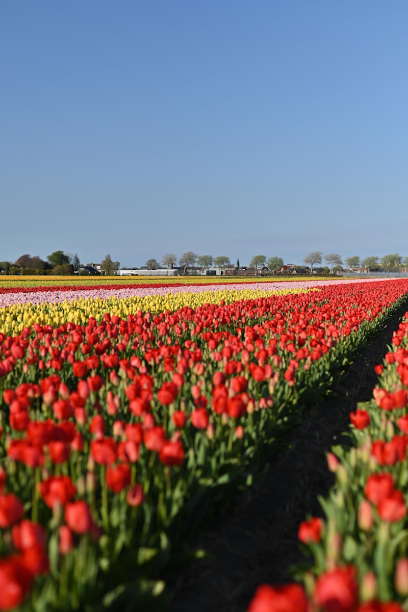 Rode en gele tulpenvelden met tulpen Parade in bloei