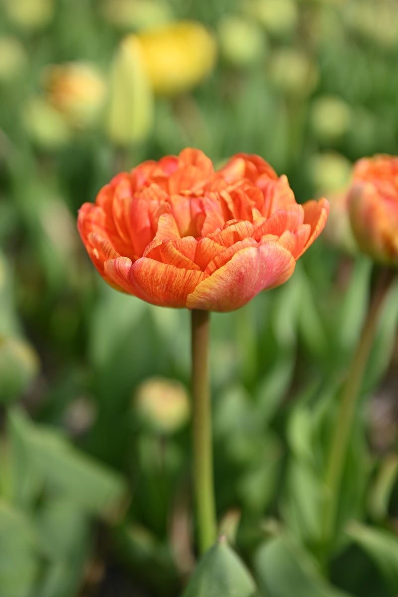 Tulpenbollen Sunlover geel en oranje tulpen in bloei