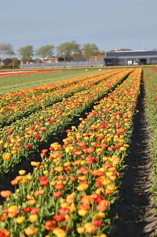Tulpenbollen Sunlover geel en oranje tulpen in bloei