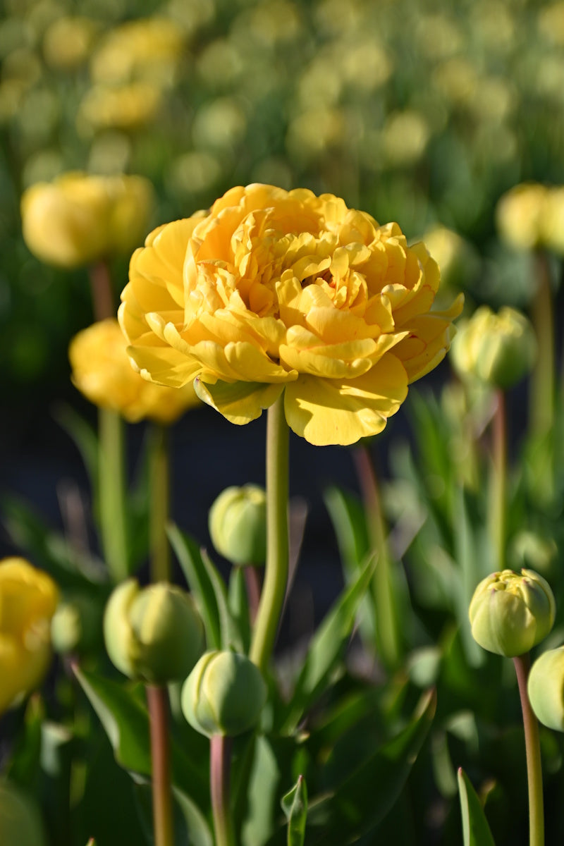 Gele dubbelbloemige tulp Yellow Pomponette in bloei