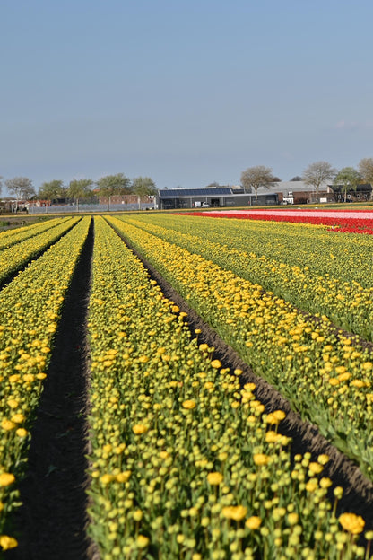 Gele dubbelbloemige tulp Yellow Pomponette in bloei