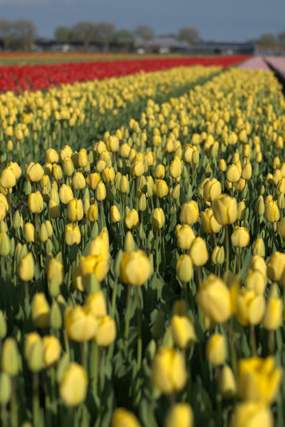 Tulpenbollen Mix 'Golden Parade & Parade' – 50 stuks - Rode & gele tulpenmix