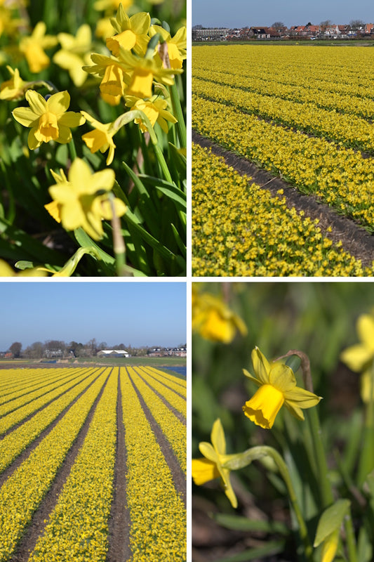 Narcissenbollen ‘Tête-à-Tête’ – Compact & vroegbloeiend