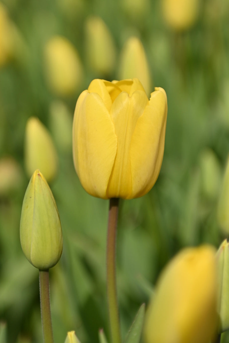 Tulpenbollen Mix 'Golden Parade & Parade' – 50 stuks - Rode & gele tulpenmix