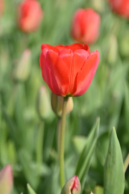 Tulpenbollen Mix 'Golden Parade & Parade' – 50 stuks - Rode & gele tulpenmix