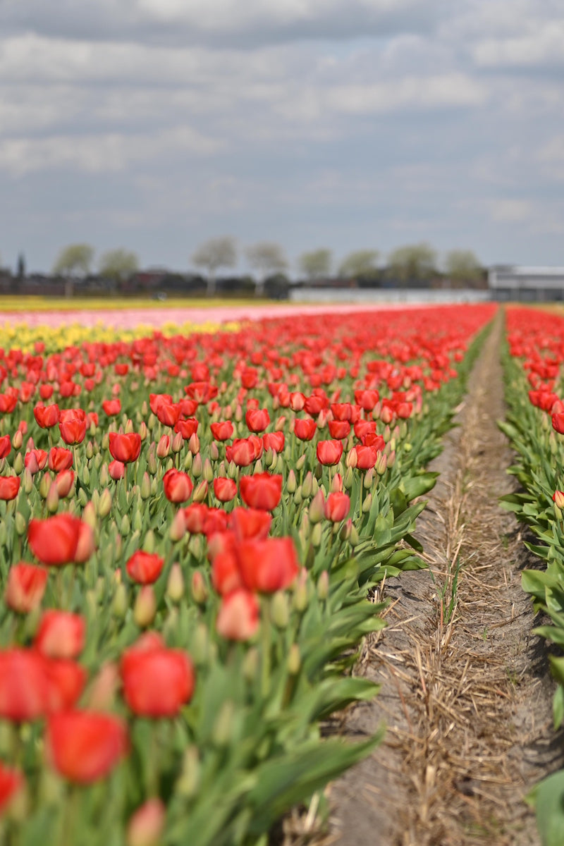 Tulpenbollen Mix 'Golden Parade & Parade' – 50 stuks - Rode & gele tulpenmix