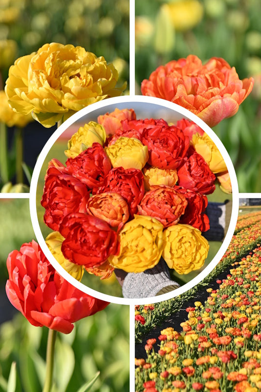 Tulpenbollen mix ‘Sunlover, Miranda & Yellow Pomponette’ – Kleurrijke mix, dubbele tulp