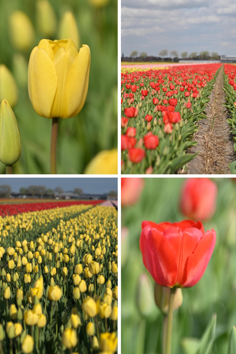 Tulpenbollen Mix 'Golden Parade & Parade' – 50 stuks - Rode & gele tulpenmix